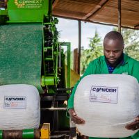 Maize Silage