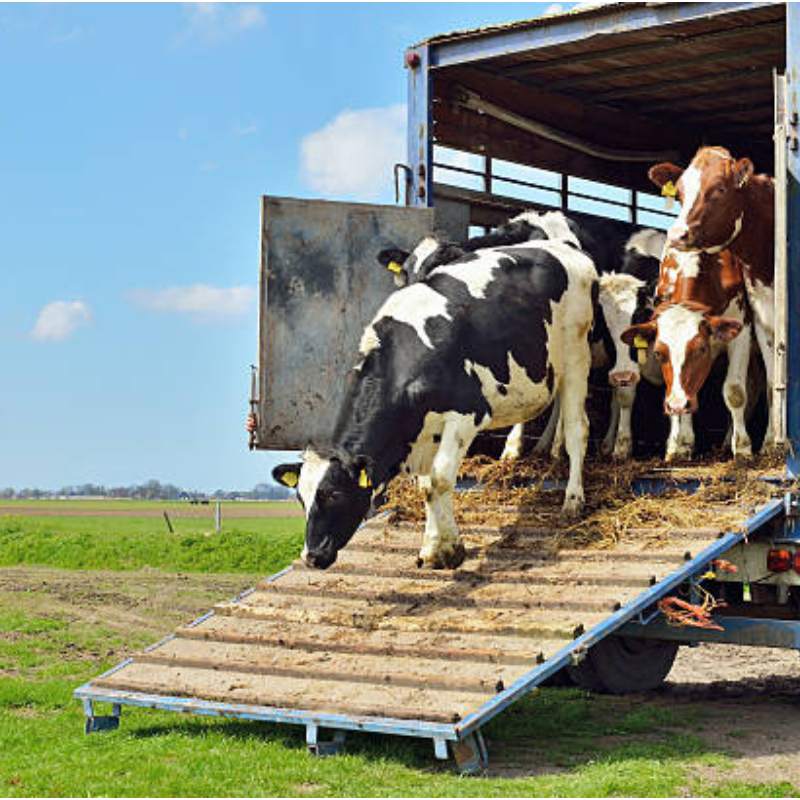 Cow Sourcing and Delivery